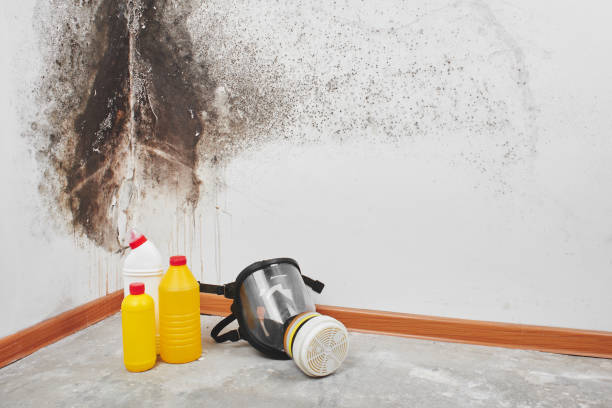 Best Local Mold Removal Service  in Grand Point, LA
