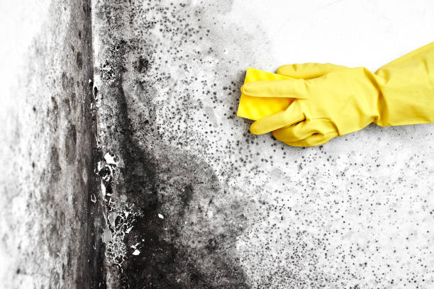 Best Crawl Space Mold Removal  in Grand Point, LA