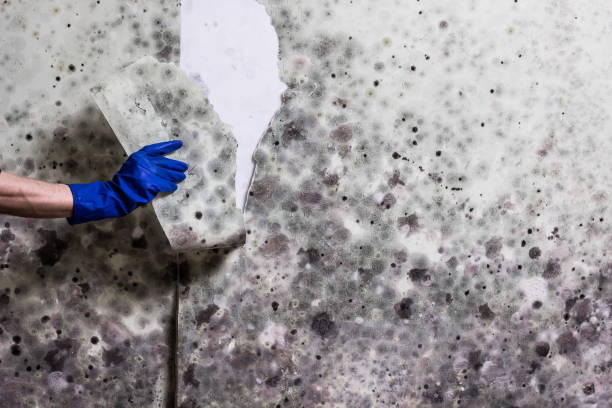 Professional Mold Removal in Grand Point, LA